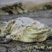 crocodile_american_tar_h_1052_cos1998.jpg